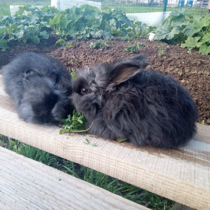 Фото 8. Крольчата. пуховые кролики