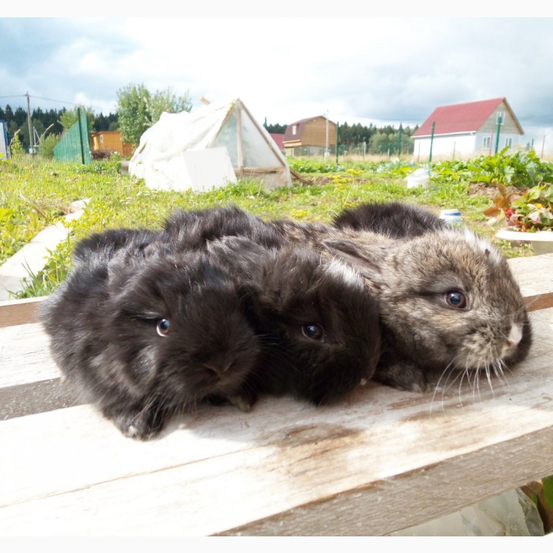 Фото 9. Крольчата. пуховые кролики