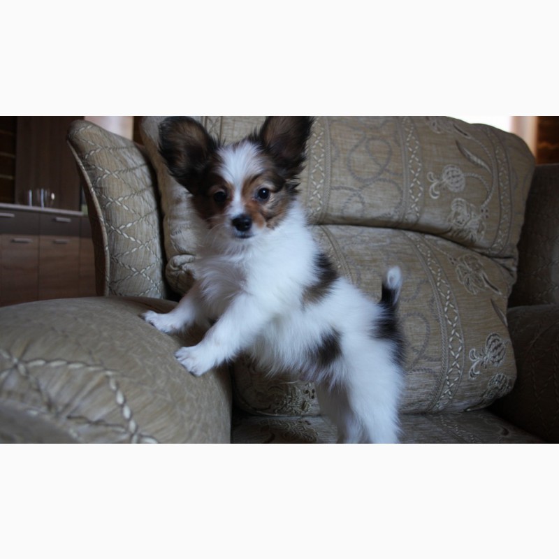 Папийон - очаровательный щенок, 2 месяца
