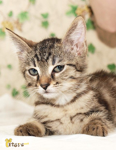 Фото 1/1. Красивый мраморный котенок Манюня в добрые руки