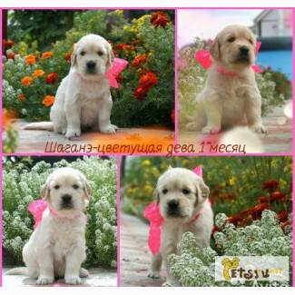 Прекрасные щенки Золотистого Ретривера!! в Красноярске