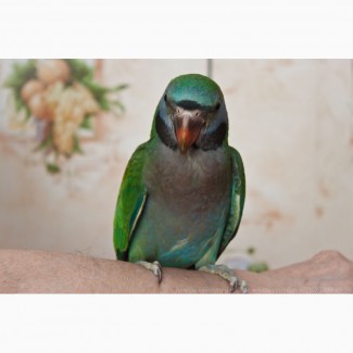 Китайский кольчатый попугай, птенец выкормыш 6, 5меc