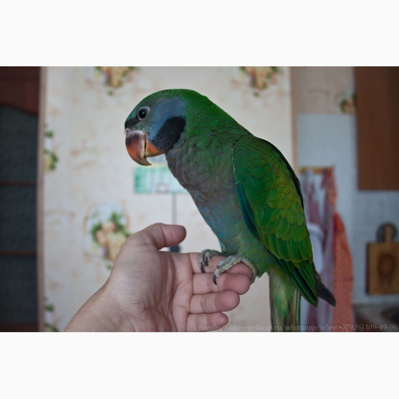 Фото 2. Китайский кольчатый попугай, птенец выкормыш 6, 5меc