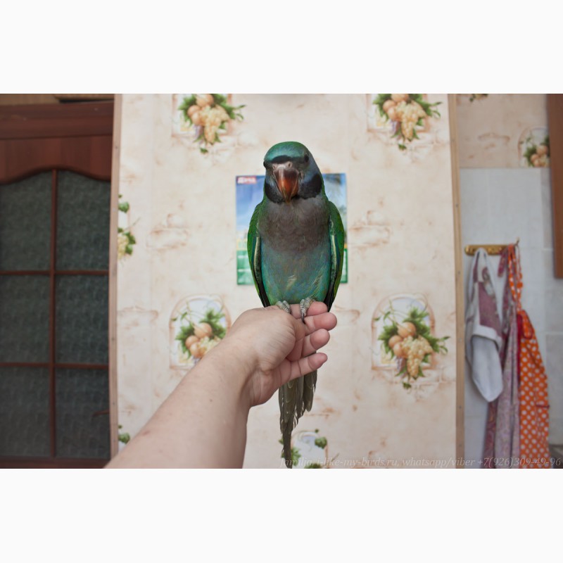 Фото 3. Китайский кольчатый попугай, птенец выкормыш 6, 5меc