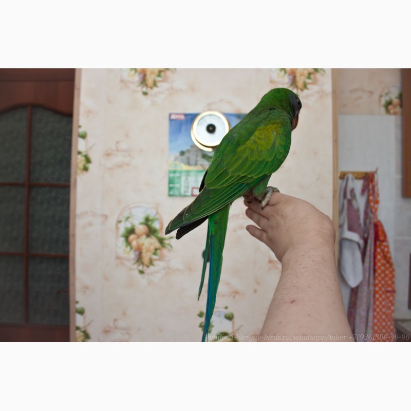 Фото 4. Китайский кольчатый попугай, птенец выкормыш 6, 5меc