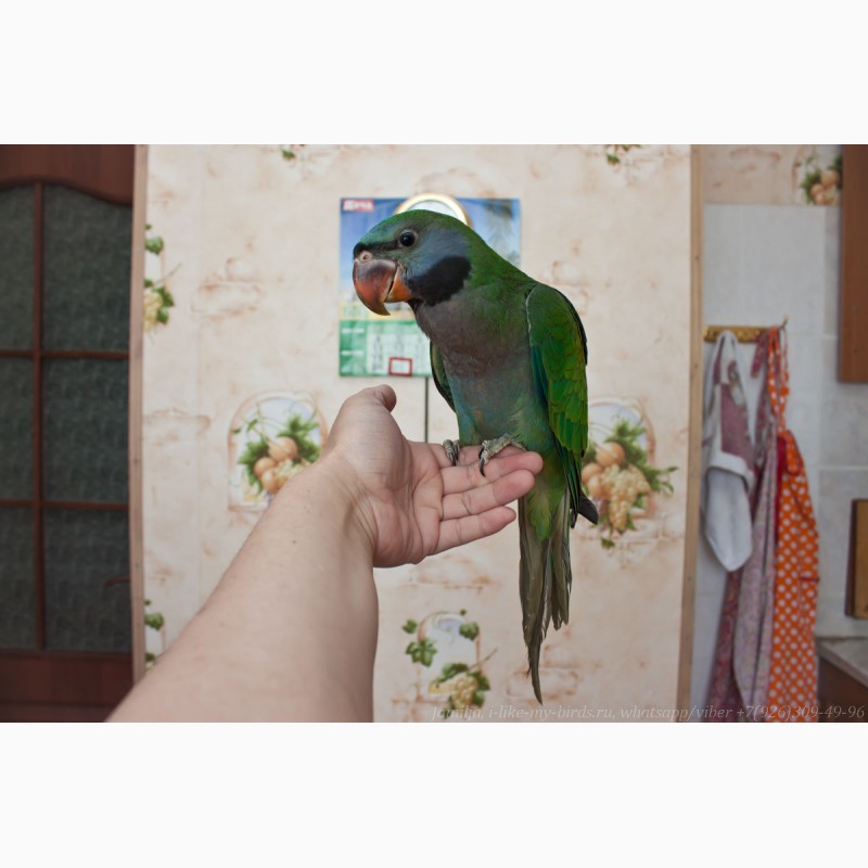 Фото 5. Китайский кольчатый попугай, птенец выкормыш 6, 5меc