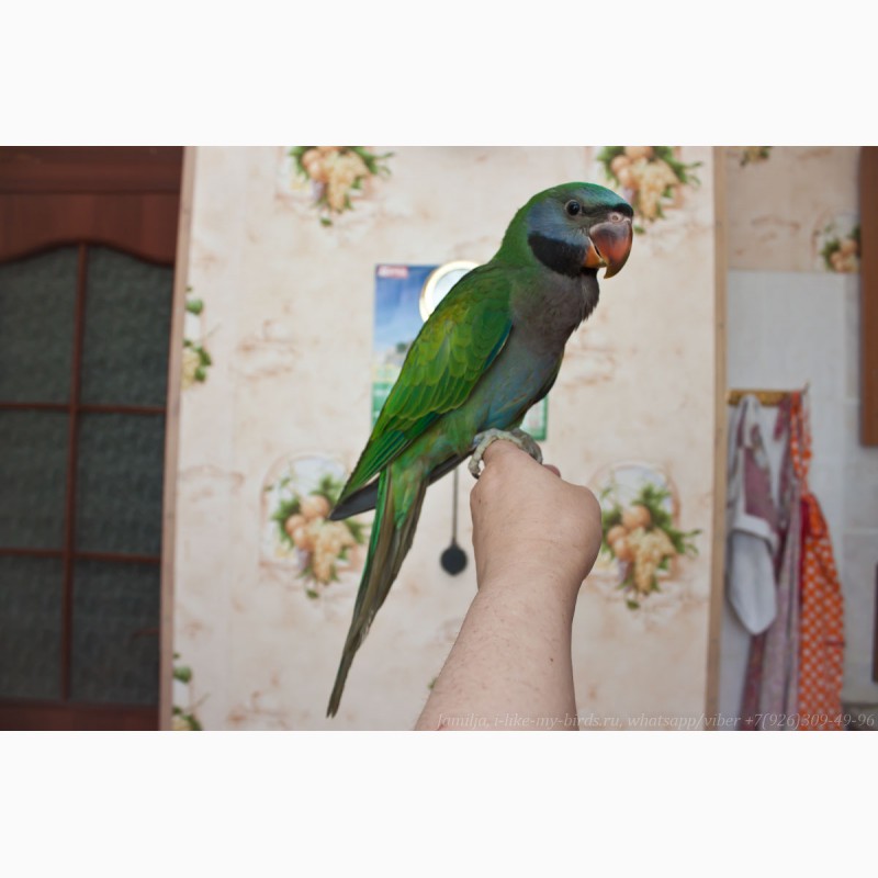 Фото 6. Китайский кольчатый попугай, птенец выкормыш 6, 5меc