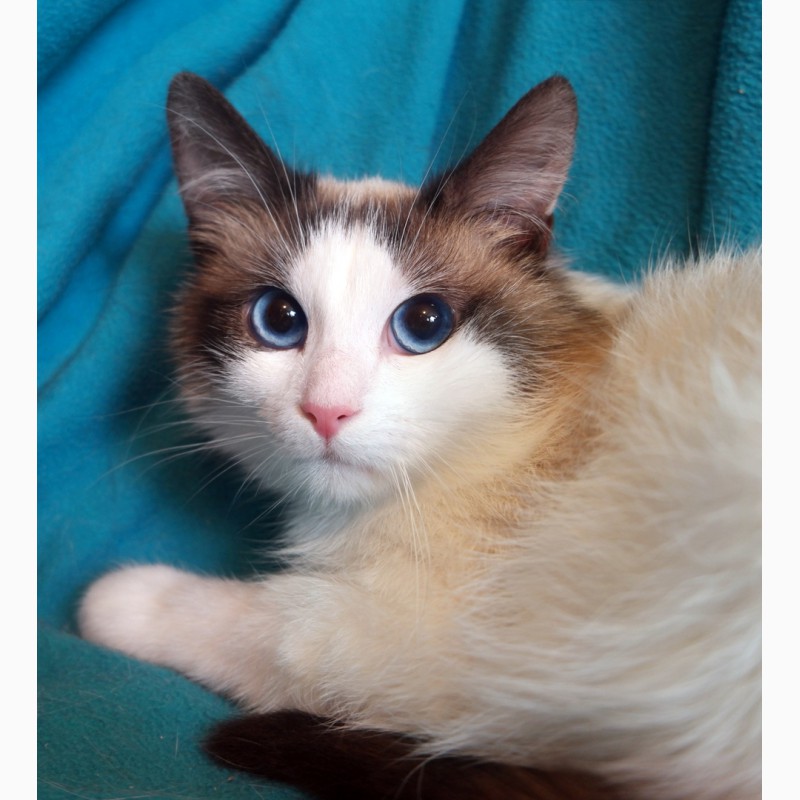 Фото 2. Пушистый чудо-котик, породы регдолл в дар