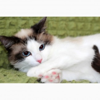 Пушистый чудо-котик, породы регдолл в дар