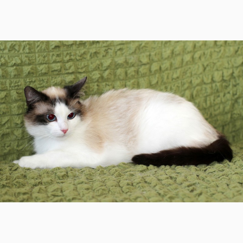 Фото 11. Пушистый чудо-котик, породы регдолл в дар