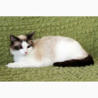 Пушистый чудо-котик, породы регдолл в дар