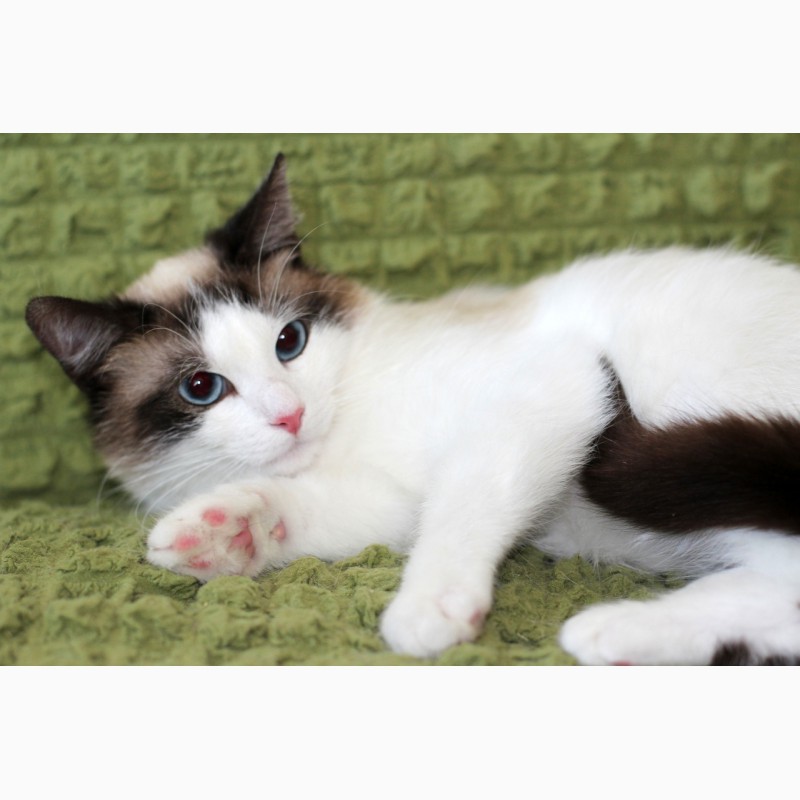 Фото 12. Пушистый чудо-котик, породы регдолл в дар