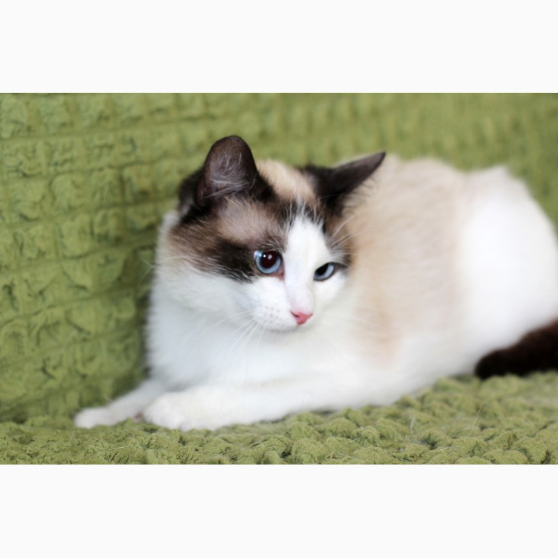 Фото 14. Пушистый чудо-котик, породы регдолл в дар