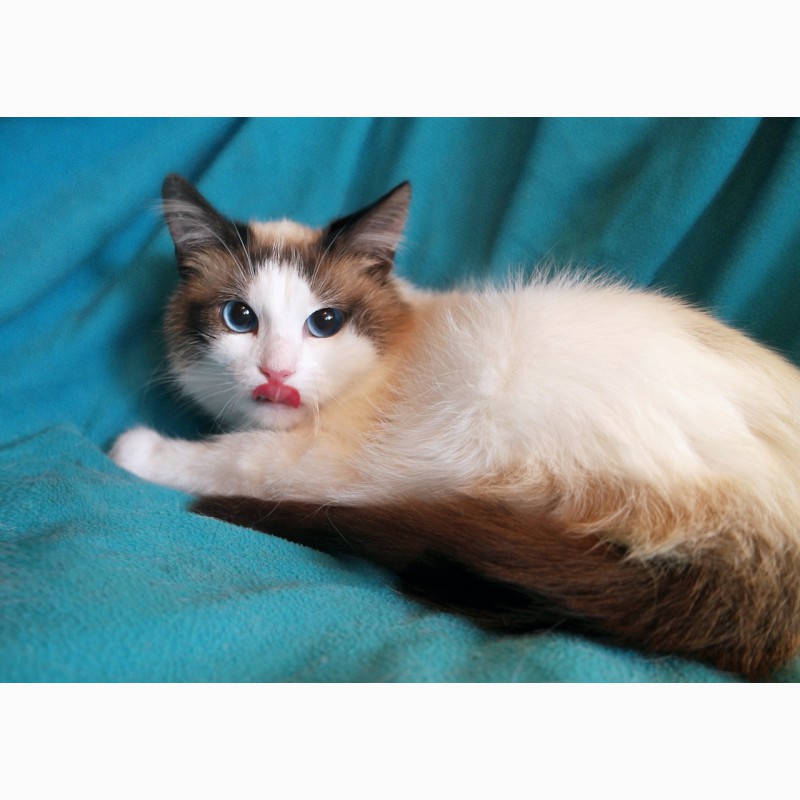 Фото 4. Пушистый чудо-котик, породы регдолл в дар
