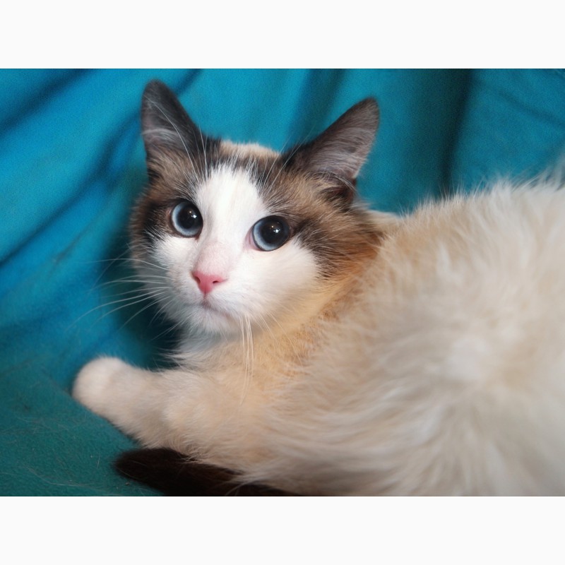 Фото 5. Пушистый чудо-котик, породы регдолл в дар