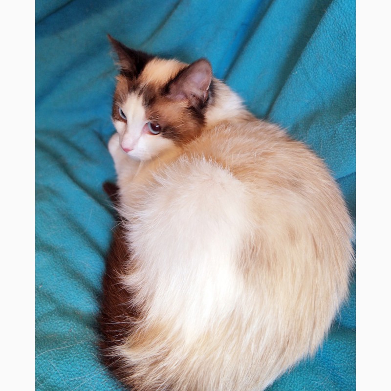 Фото 6. Пушистый чудо-котик, породы регдолл в дар