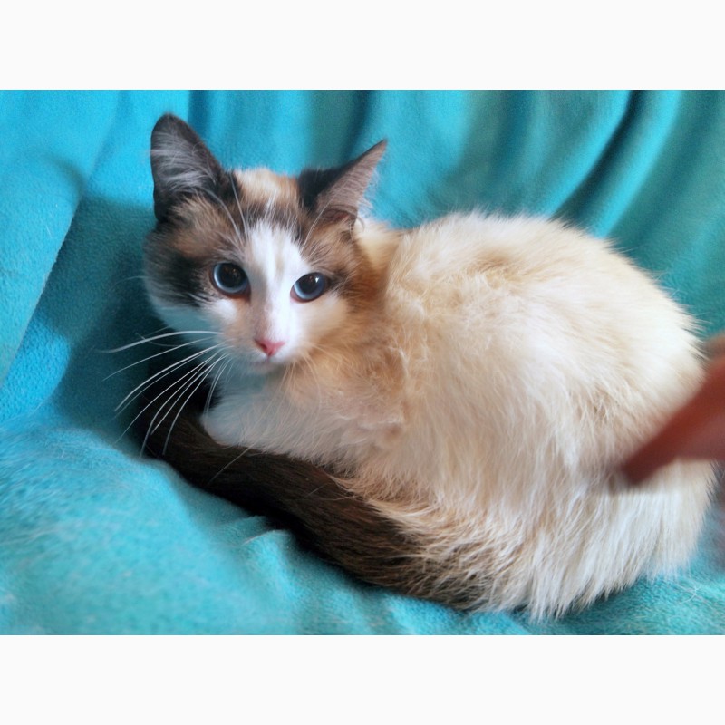 Фото 7. Пушистый чудо-котик, породы регдолл в дар