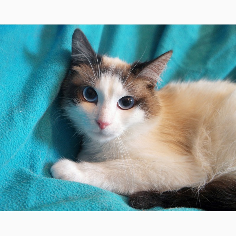 Фото 8. Пушистый чудо-котик, породы регдолл в дар