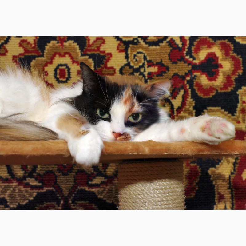 Фото 5. Болезненная котёнка Розик нуждается в хозяевах и доме