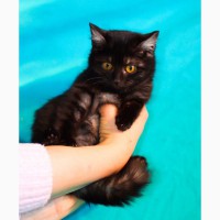 Котенок уникального окраса черный дым - Пижон в дар