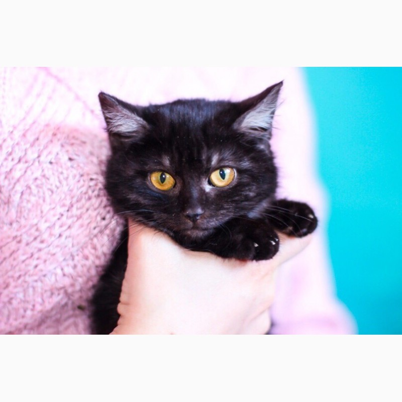 Фото 4. Котенок уникального окраса черный дым - Пижон в дар