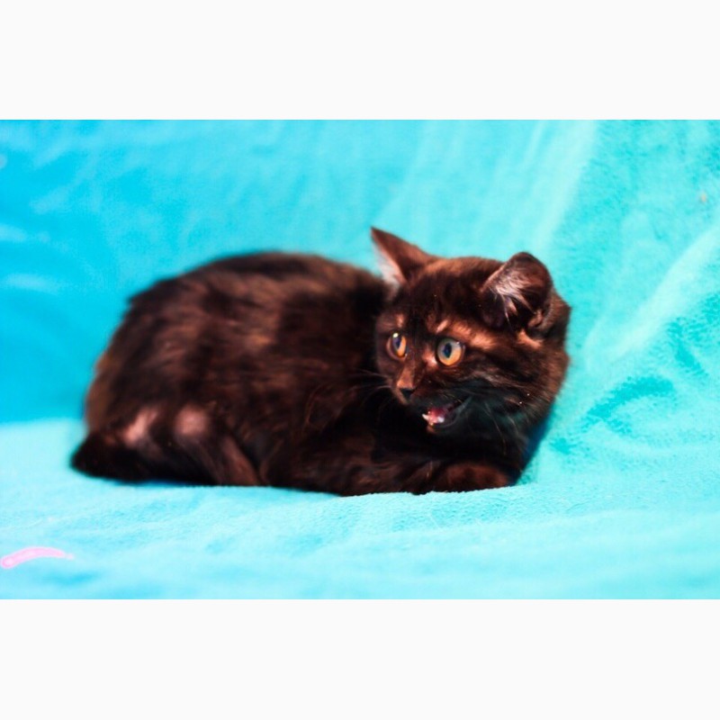 Фото 8. Котенок уникального окраса черный дым - Пижон в дар