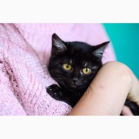 Котенок уникального окраса черный дым - Пижон в дар