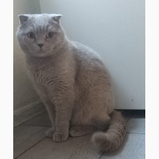 Тима- роскошный кот британской породы в дар