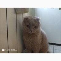 Тима- роскошный кот британской породы в дар