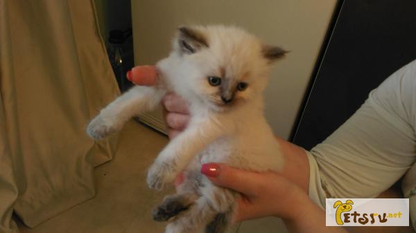Фото 1/1. Продам котенка персидской породы 1 месяц девочка