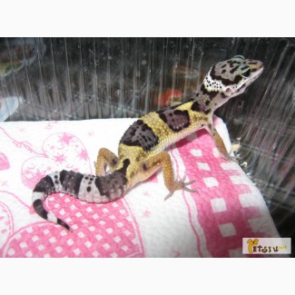 Продаётся леопардовый геккон