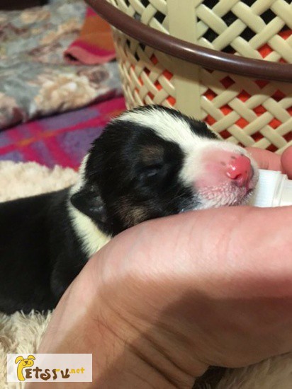 Новорожденные щенки в добрые руки