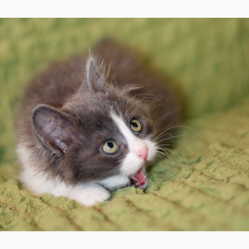 Фото 7. Милая пушинка крошка-котёнок Мишель в дар