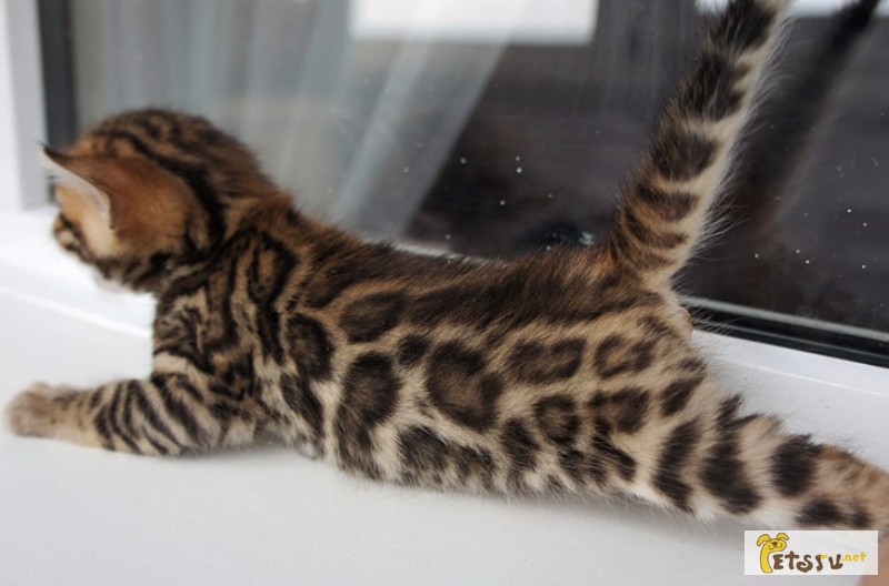 Фото 1/1. Бенгальские котята леопардового окраса