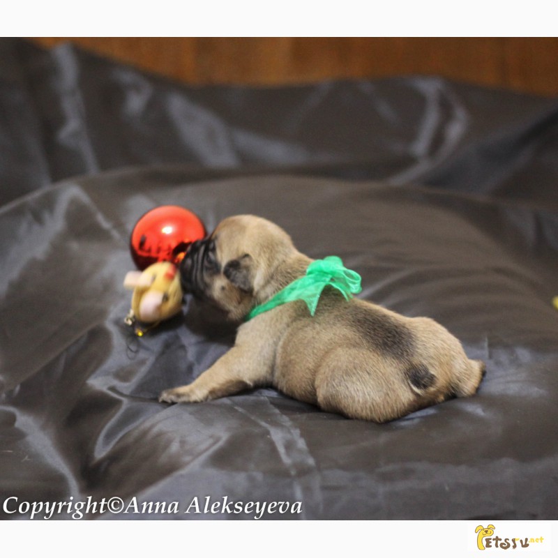 Фото 4. Рыжие и палевые щенки французского бульдога