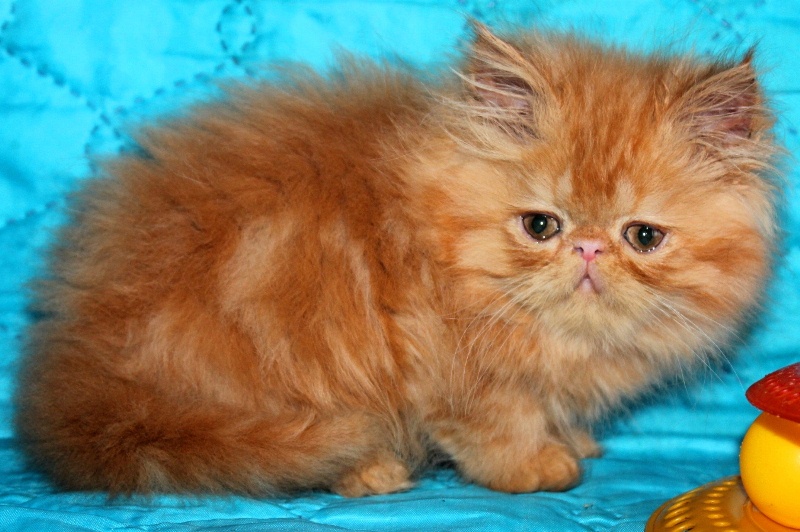 Плюшевый котик красный мрамор Джаник