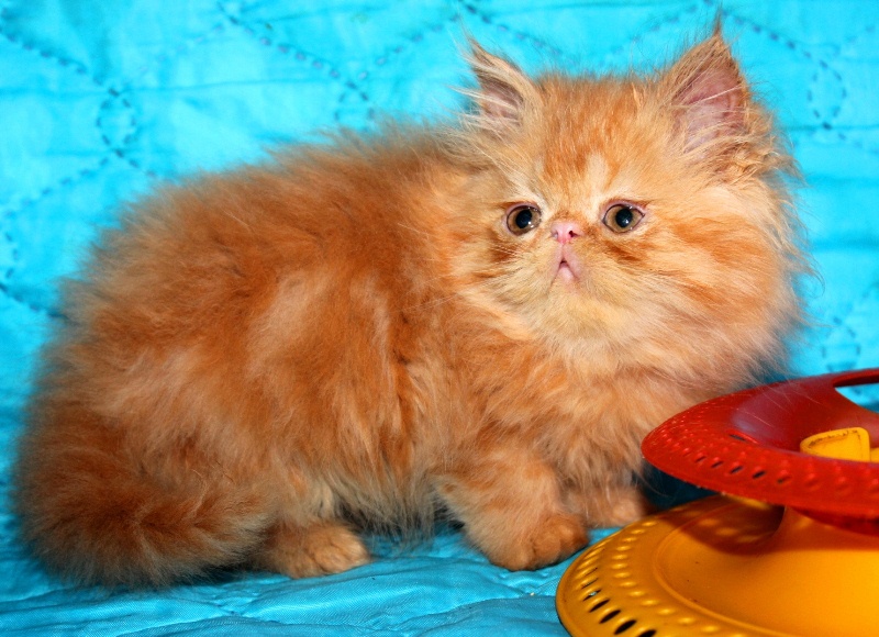 Фото 2. Плюшевый котик красный мрамор Джаник