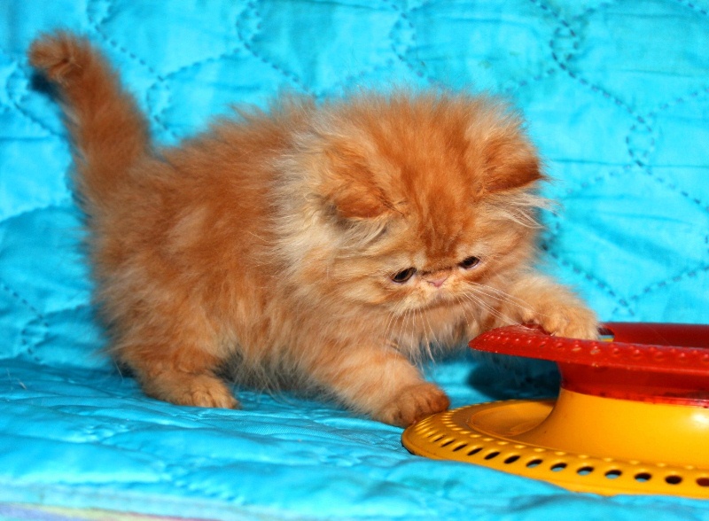 Фото 3/3. Плюшевый котик красный мрамор Джаник