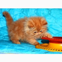 Плюшевый котик красный мрамор Джаник