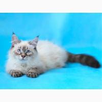 Невский Маскарадный котенок-юниор от титулованных родителей