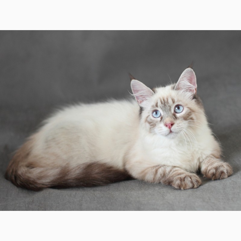 Невский Маскарадный котенок-юниор от титулованных родителей