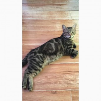 Барсик- важный кот мраморного окраса ищет дом