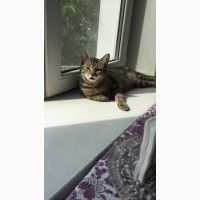 Барсик- важный кот мраморного окраса ищет дом