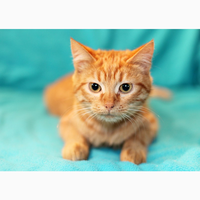 Фото 2/9. Рыжуля Ириска - солнечный котенок в дар