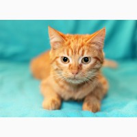 Рыжуля Ириска - солнечный котенок в дар