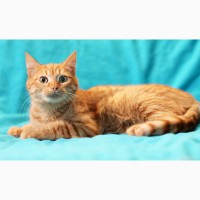 Рыжуля Ириска - солнечный котенок в дар