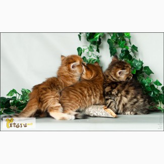 Сибирские котята - лесные и золотята