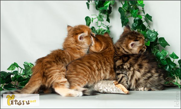 Фото 1/1. Сибирские котята - лесные и золотята