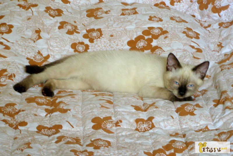 Фото 1/1. Сиамский котенок в хорошие руки. в Москве
