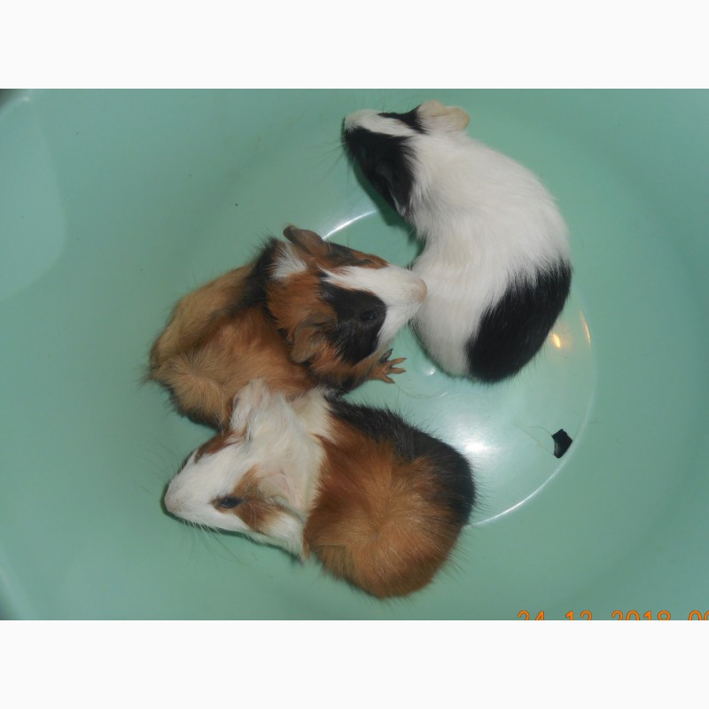Фото 4. Трёхцветные морские свинки розет, месячные детёныши и самка (6 месяцев), продать срочно